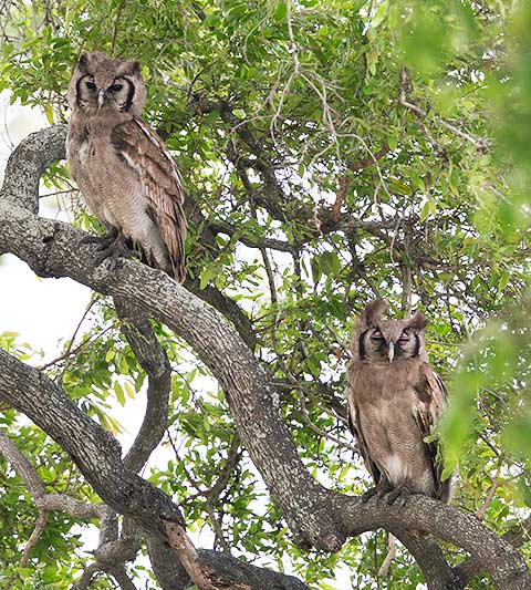 Verreaux's Eagle Owl pair